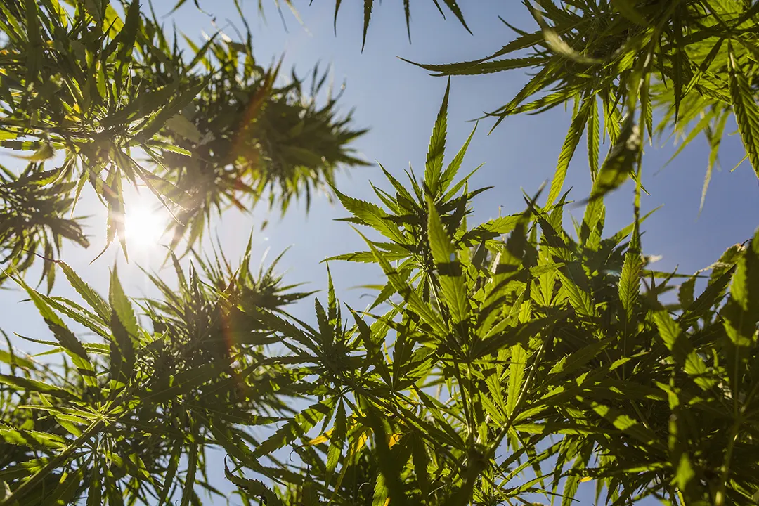 Leafly Program to Verify Testing, Provide Reliable Product Info