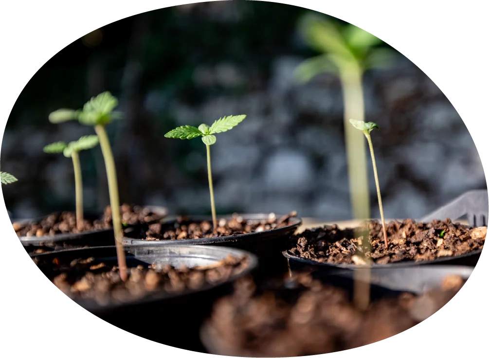 Cannabis seedlings